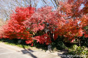 最勝寺の紅葉