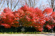 最勝寺の紅葉