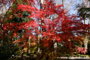 最勝寺の紅葉