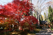 最勝寺の紅葉