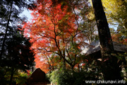 最勝寺の紅葉