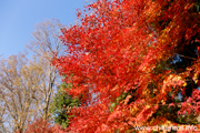 最勝寺の紅葉