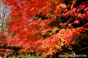 最勝寺の紅葉