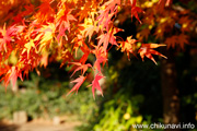 最勝寺の紅葉