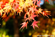 最勝寺の紅葉