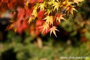 最勝寺の紅葉