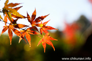 最勝寺の紅葉