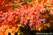 最勝寺の紅葉