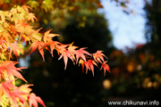 最勝寺の紅葉