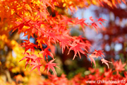 最勝寺の紅葉