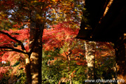 最勝寺の紅葉