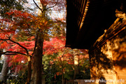 最勝寺の紅葉