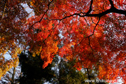 最勝寺の紅葉