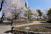 下岡崎近隣公園のさくら