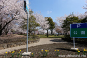 下岡崎近隣公園のさくら