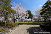 下岡崎近隣公園のさくら