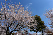 下岡崎近隣公園のさくら