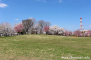 下岡崎近隣公園のさくら