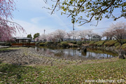 下岡崎近隣公園のさくら