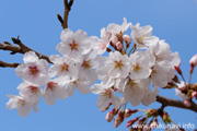 下岡崎近隣公園のさくら