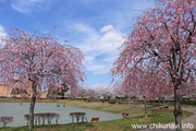 下岡崎近隣公園のさくら