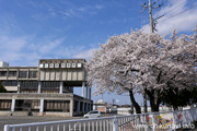 筑西市役所駐車場のさくら