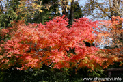 最勝寺の紅葉