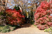 最勝寺の紅葉