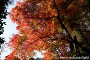 最勝寺の紅葉