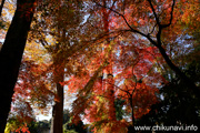 最勝寺の紅葉