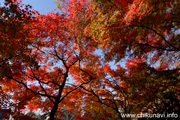 最勝寺の紅葉