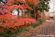 最勝寺の紅葉