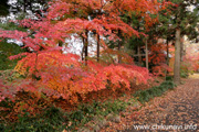 最勝寺の紅葉