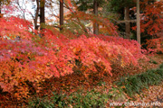 最勝寺の紅葉