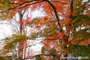 最勝寺の紅葉