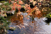 最勝寺の紅葉