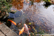 最勝寺の紅葉