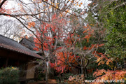 最勝寺の紅葉