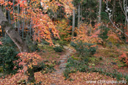 最勝寺の紅葉