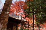 最勝寺の紅葉