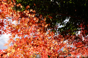 最勝寺の紅葉