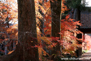 最勝寺の紅葉