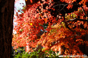 最勝寺の紅葉