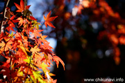 最勝寺の紅葉