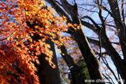 最勝寺の紅葉