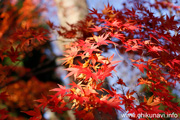 最勝寺の紅葉