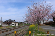 黒子駅のさくら