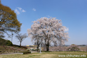 宮山ふるさとふれあい公園のさくら