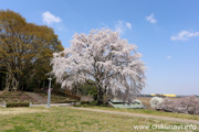 宮山ふるさとふれあい公園のさくら