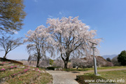 宮山ふるさとふれあい公園のさくら